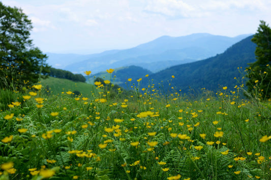 Où cueillir des plantes aromatiques en Alsace ?